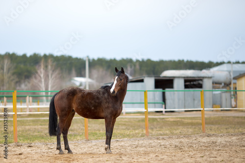 horses on a spring walk in the field