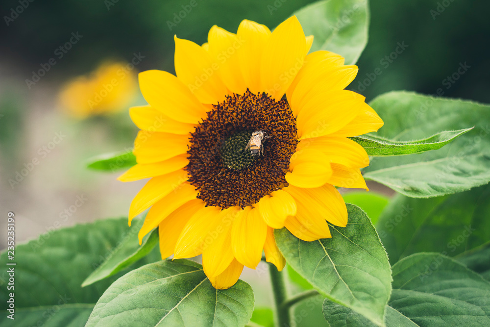 sunflower and bee