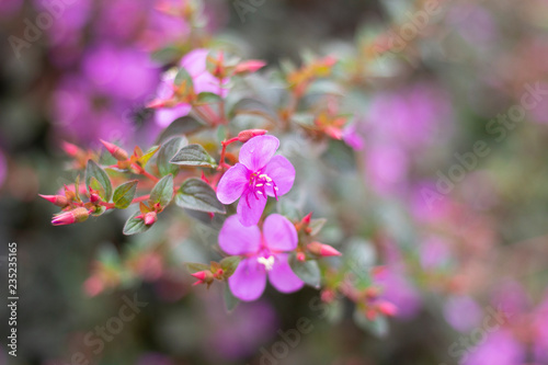 pink flowers in garden