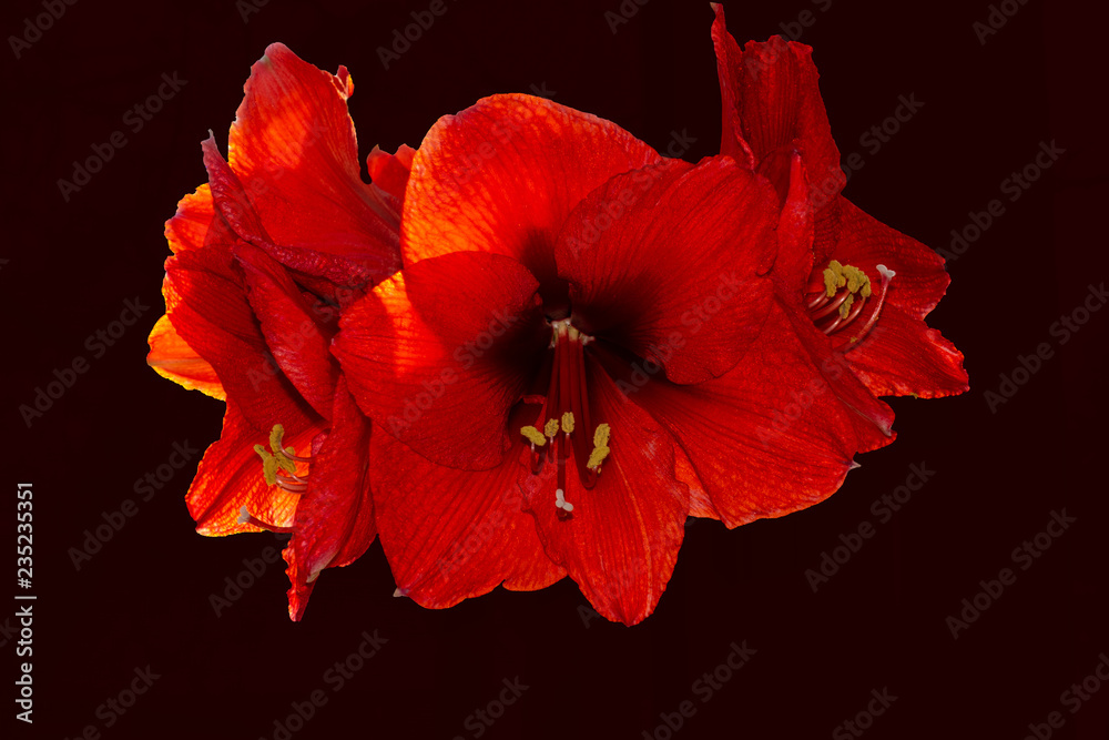 Red Sparkle Amaryllis flower on Dark background