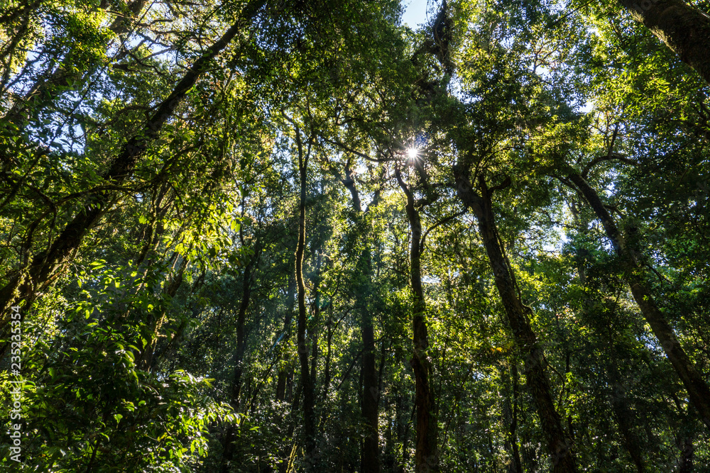 Outdoor image of an old trees, covered with moss, mysterious Highlands forest. Relic wet mossy forest - Doi Inthanon national park Outdoor image of an old trees, covered with moss, mysterious Highlands forest. Relic wet mossy forest - Doi Inthanon national park