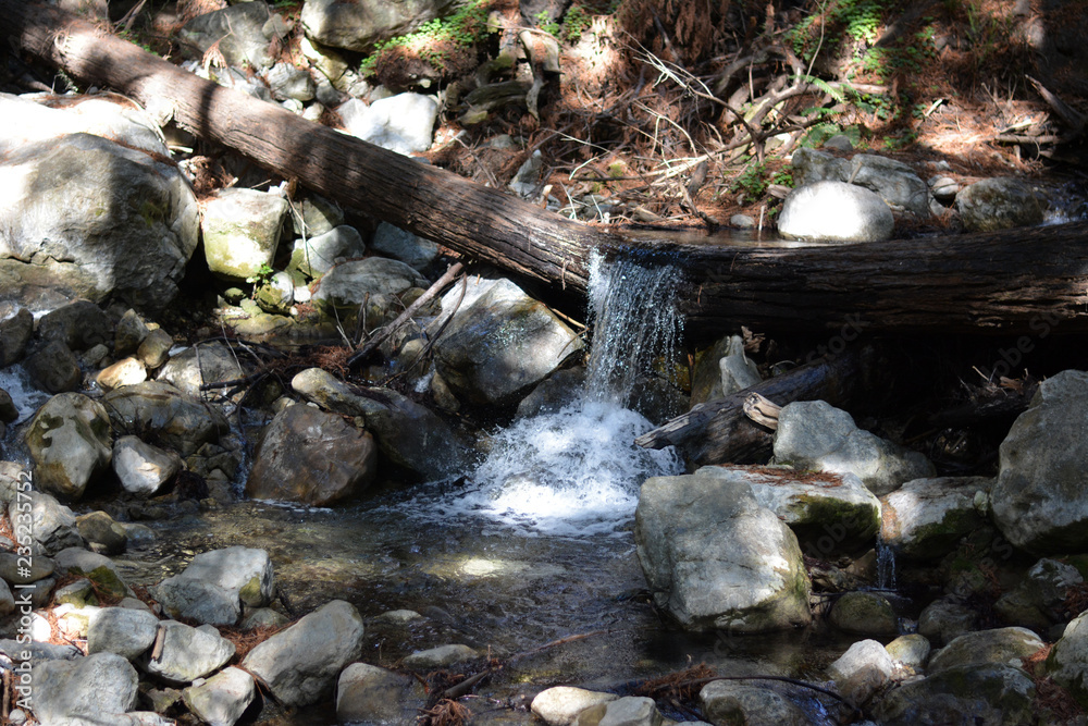Obraz premium Stream in Forest