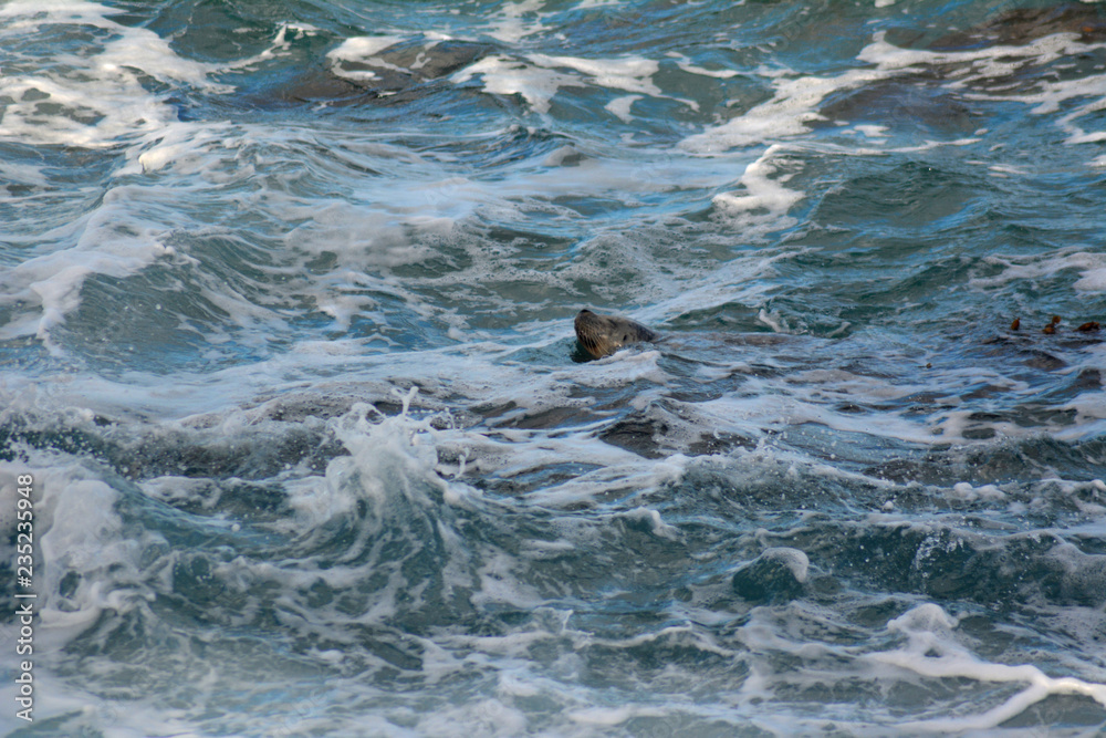 Naklejka premium Seal Floating in Ocean