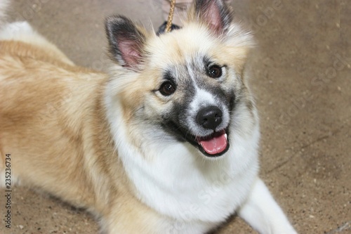 CUTE ICELANDIC SHEEPDOG