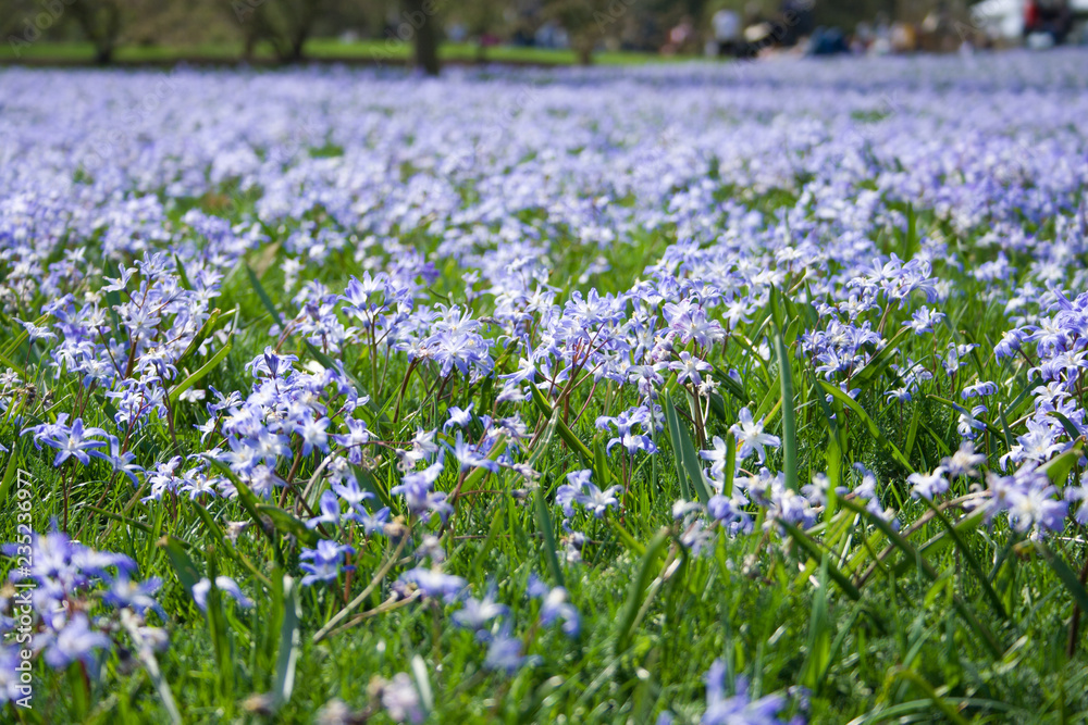 Bluebells at Kew Gardens, London