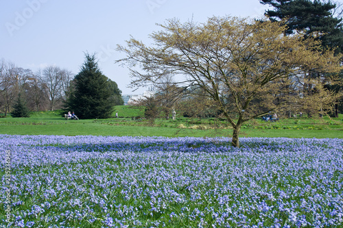 Bluebells at Kew Gardens, London