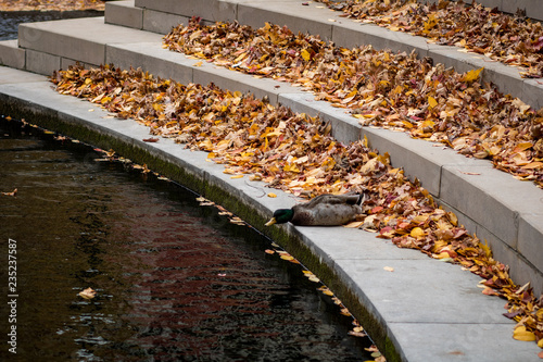 duck in the park in autumn with leaves