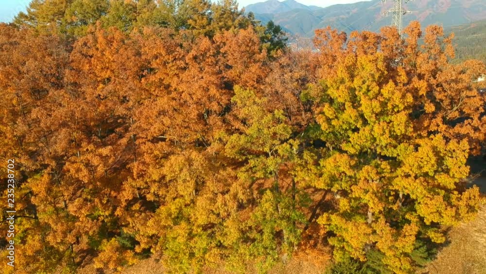弘法山古墳の紅葉 弘法山古墳の紅葉