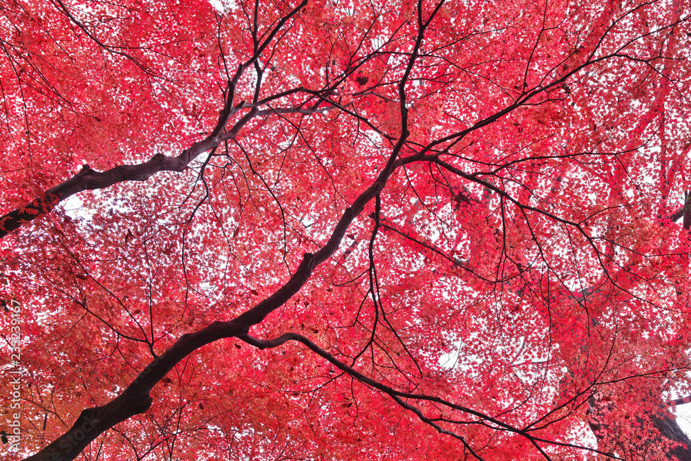 Fototapeta premium 紅葉を見上げる