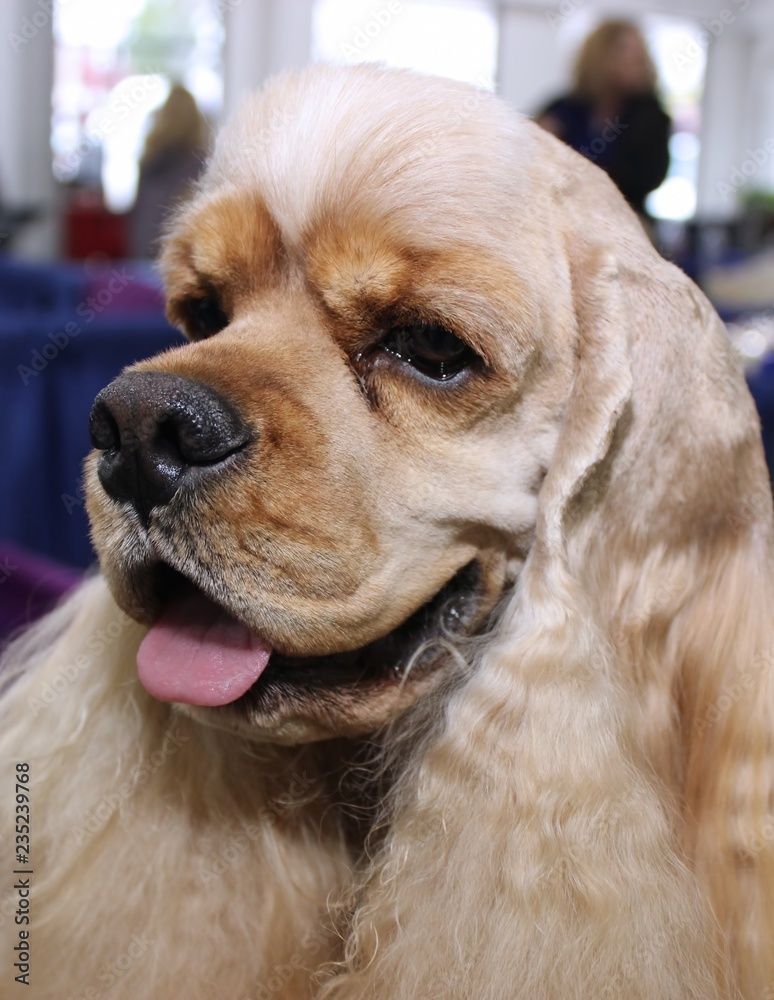 BLONDE COCKER SPANIEL DOG foto de Stock | Adobe Stock