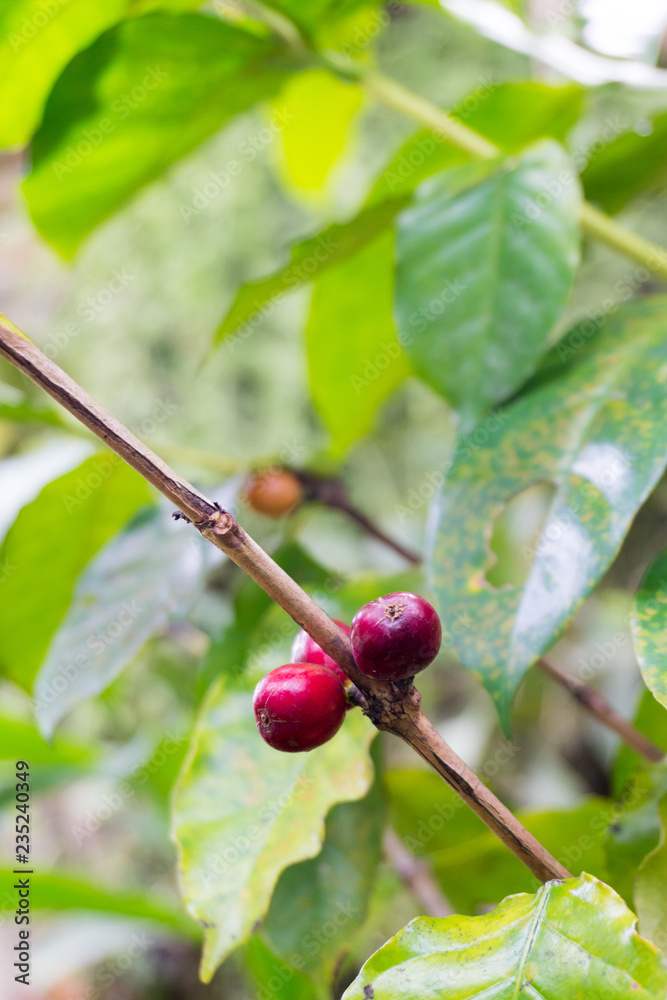 Closeup of coffee fruit in coffee tree Closeup of coffee fruit in coffee tree