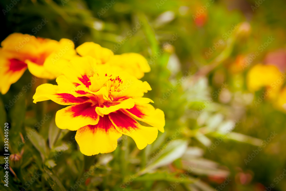 Marigold flower on a flowerbed in the garden. Blurred background, selective focus, close-up. Marigold flower on a flowerbed in the garden. Blurred background, selective focus, close-up.