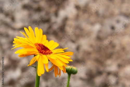 Calendula flower close up, copy spase © Галина Сандалова