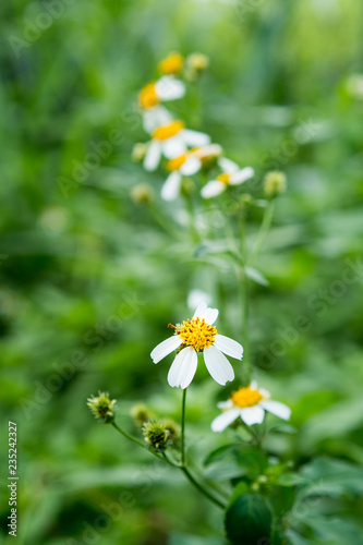 White daisy flowers, yellow stamens in garden