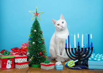Adorable white kitten with heterochromia (odd eyes) sitting between a Christmas tree and a Hanukkah Menorah, head tilted. Many multi faith families celebrate both Xmas and Hanukkah. Merry Chrismukkah.