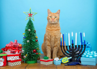 Adorable orang tabby cat sitting between a Christmas tree and a Hanukkah Menorah, looking at viewer. Many multi faith families celebrate both Xmas and Hanukkah. Merry Chrismukkah.