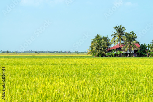 Morning view over paddy fields at Sabak Bernam which is one of the major rice supplier in Malaysia.