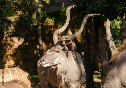 Fototapeta Naklejka Na Ścianę i Meble -  Greater kudu (Tragelaphus strepsiceros) in nature park