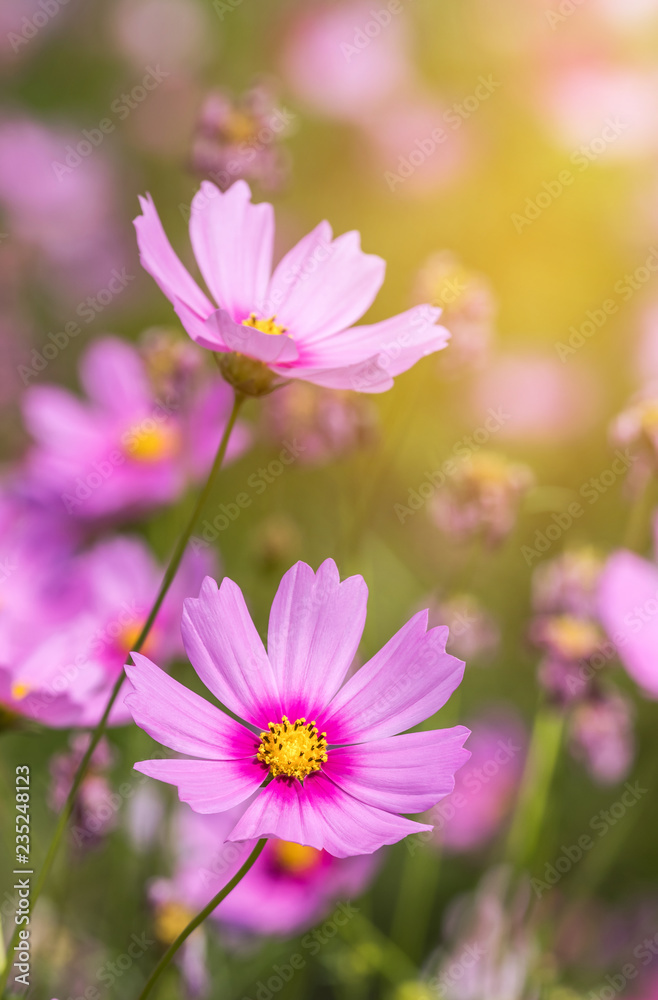close up colorful pink cosmos flowers blooming in the field on sunny day close up colorful pink cosmos flowers blooming in the field on sunny day