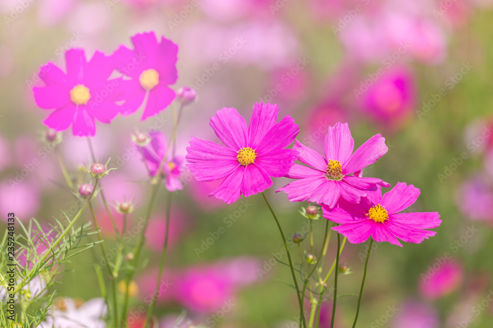 close up colorful pink cosmos flowers blooming in the field on sunny day close up colorful pink cosmos flowers blooming in the field on sunny day