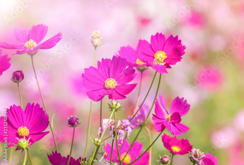       close up colorful pink cosmos flowers blooming in the field on sunny day 