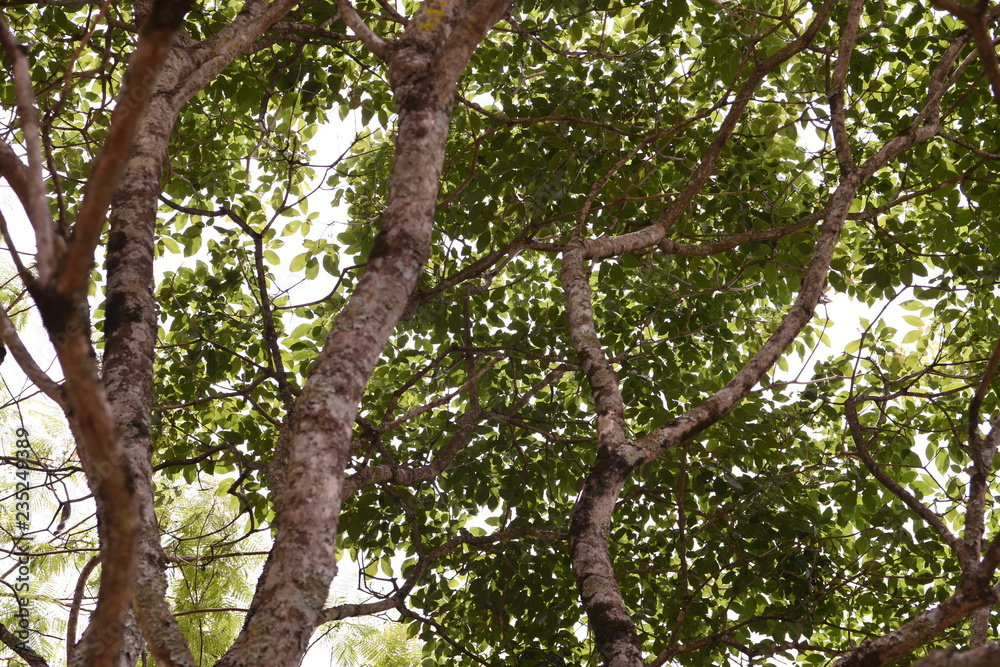 Fototapeta premium drzewo natura las zielone liście