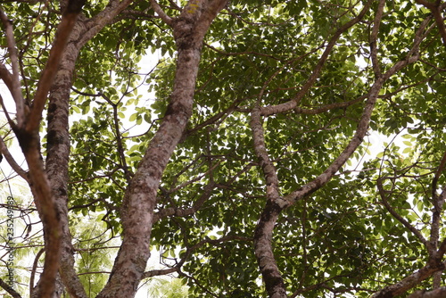 arbol naturaleza bosque verde hojas
