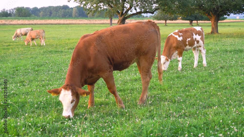 Brown Cows Grazing in Field - Grass Fed Dairy and Milk Production Brown Cows Grazing in Field - Grass Fed Dairy and Milk Production
