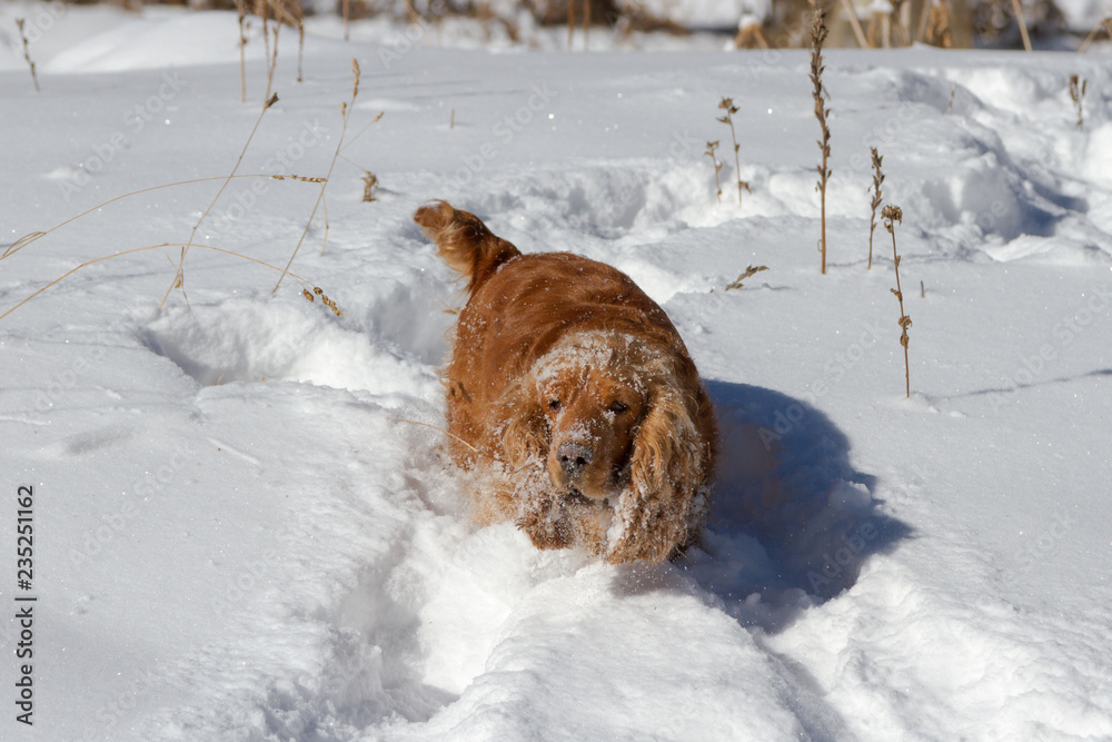cocker spaniel playing in the snow
