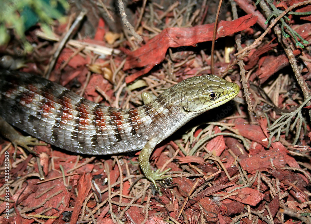 Obraz premium lizard on tree