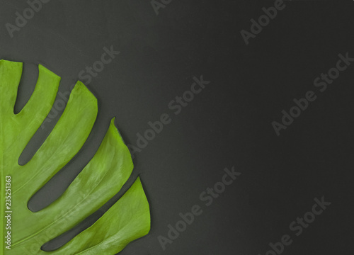 Monstera deliciosa. Bright green monstera leaf on a abstract background. Tropical leaf flat wallpaper.