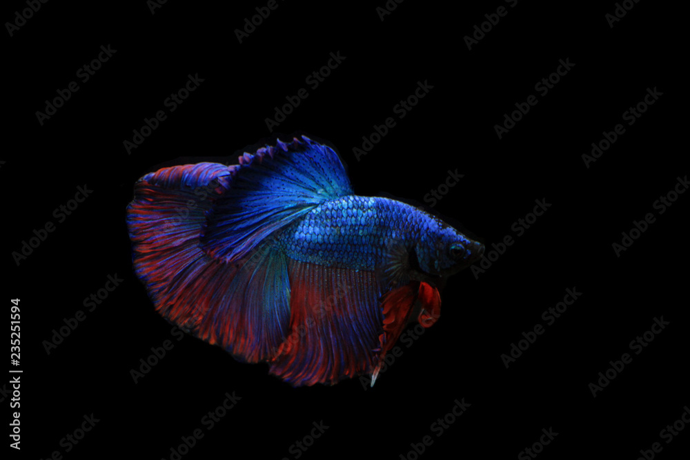 Fototapeta premium Betta splendens in Thailand.