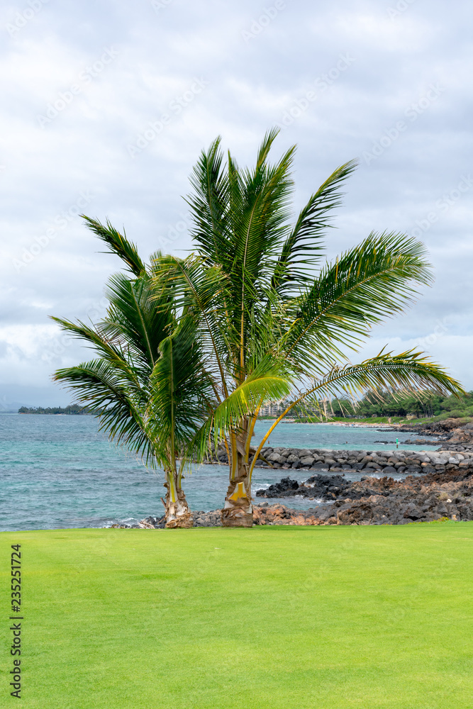 Palm tree near coast of ocean