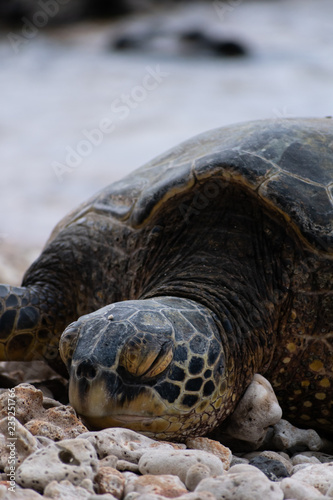 Giant sea turtle sleeping on the shore