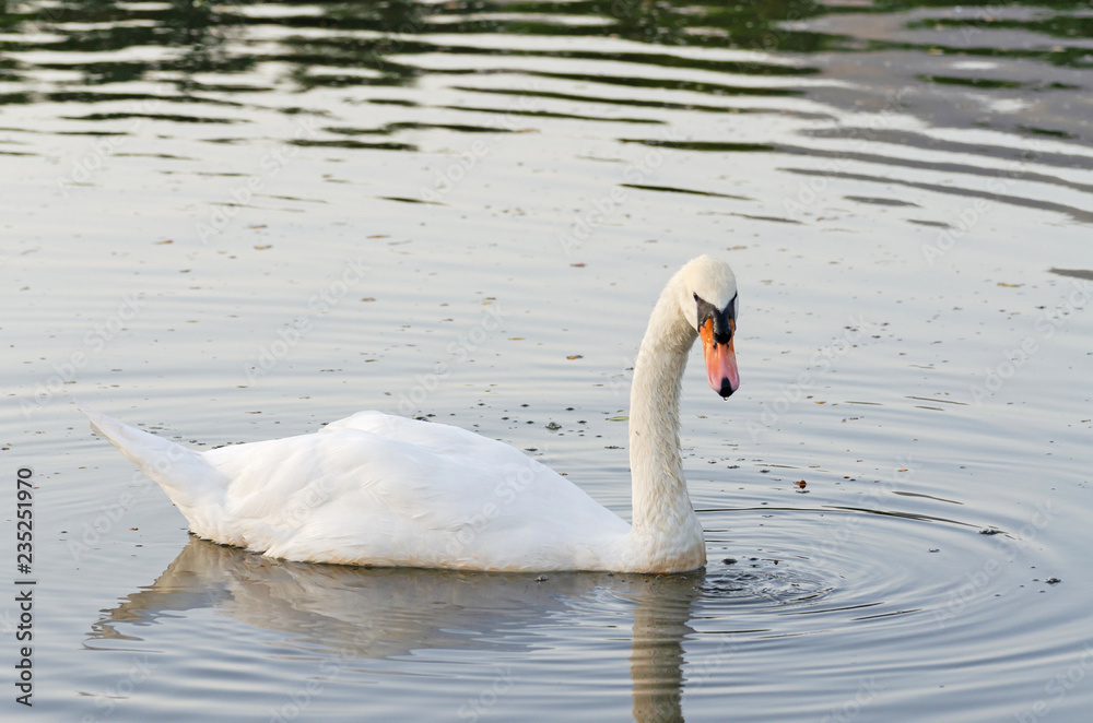 Cygnus olor, white mute swan swimming on lake Cygnus olor, white mute swan swimming on lake
