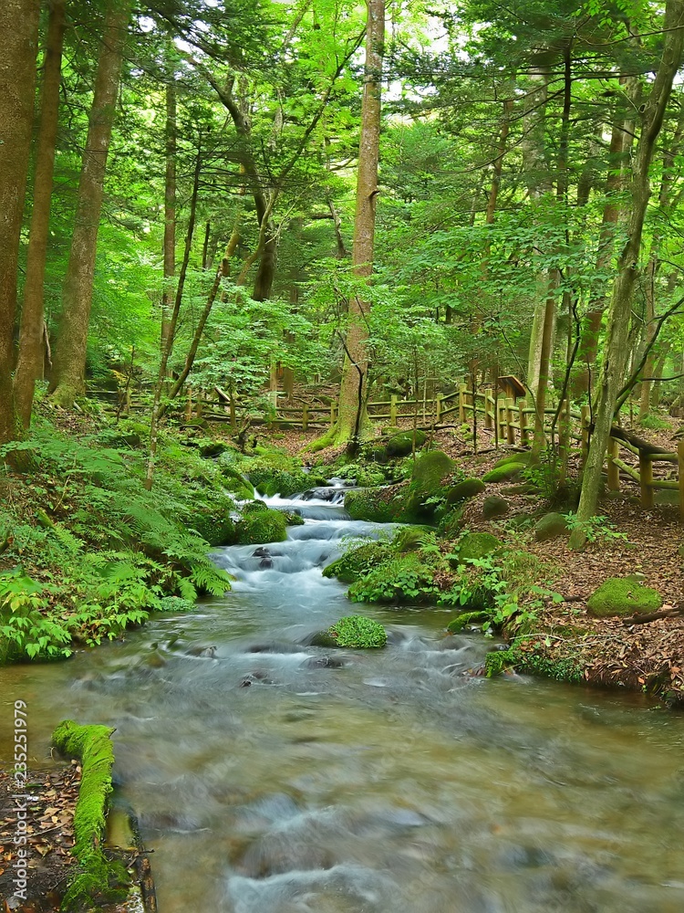 Obraz premium 尚仁沢湧水群の情景＠栃木