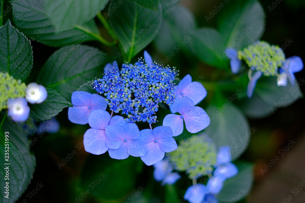 紫陽花 紫陽花