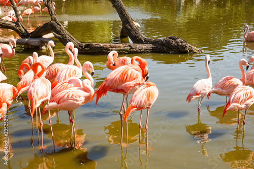 Group of pink flamingos