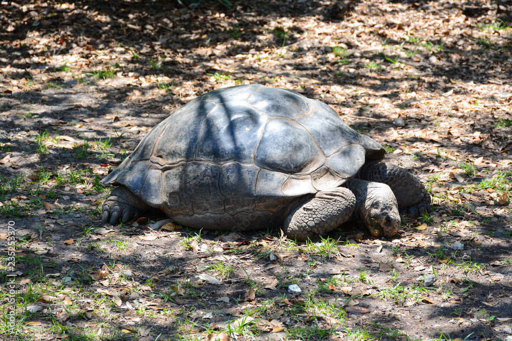 MIAMI, FL, USA - APRIL 29, 2018: Big turtle in Miami zoo, Florida MIAMI, FL, USA - APRIL 29, 2018: Big turtle in Miami zoo, Florida