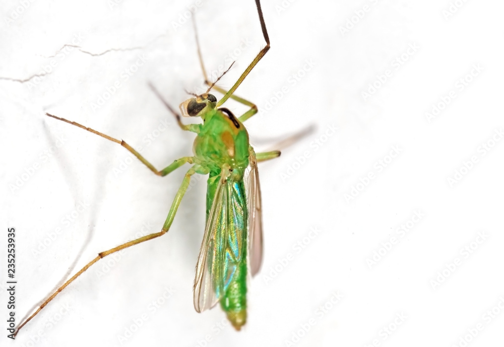 Fototapeta premium Macro Photo of Green Crane Fly on White Wall with Copy Space