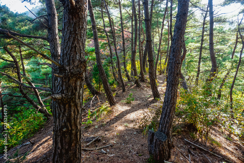 Autumn forest in a South Korean village