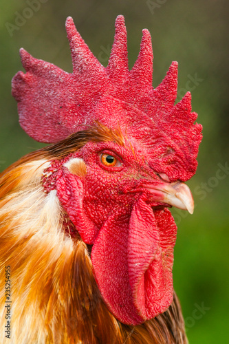 Portrait de coq