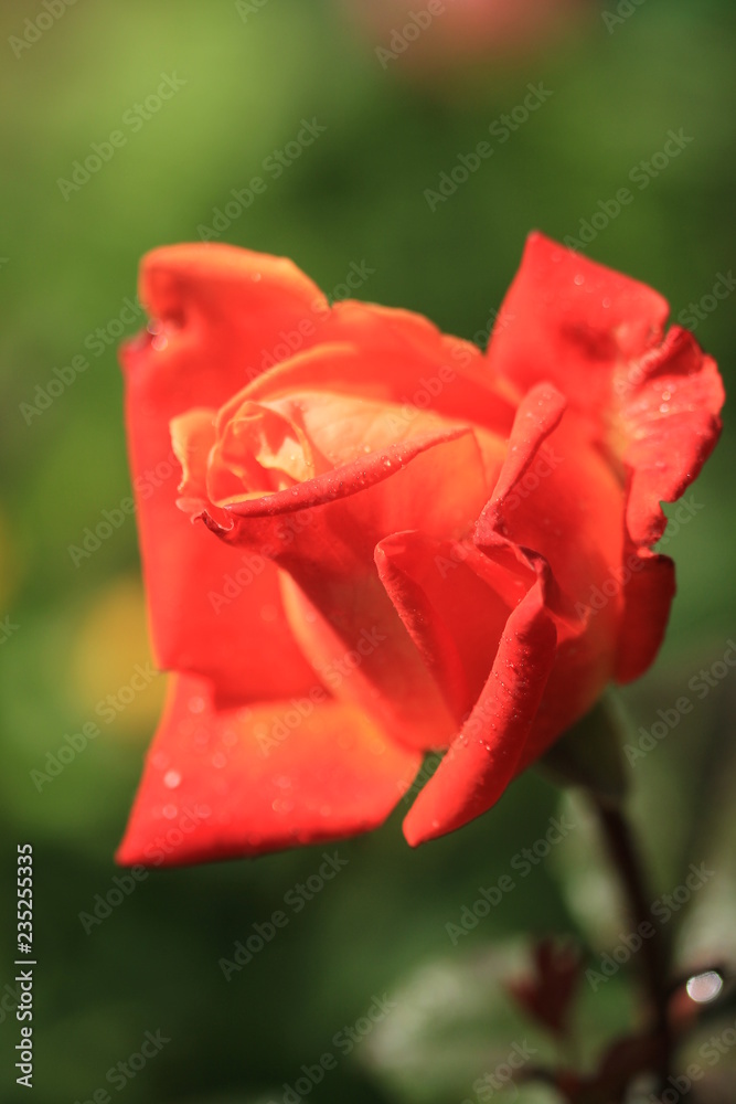 Rose on Doi Inthanon National Park in Chiang Mai, Thailand.