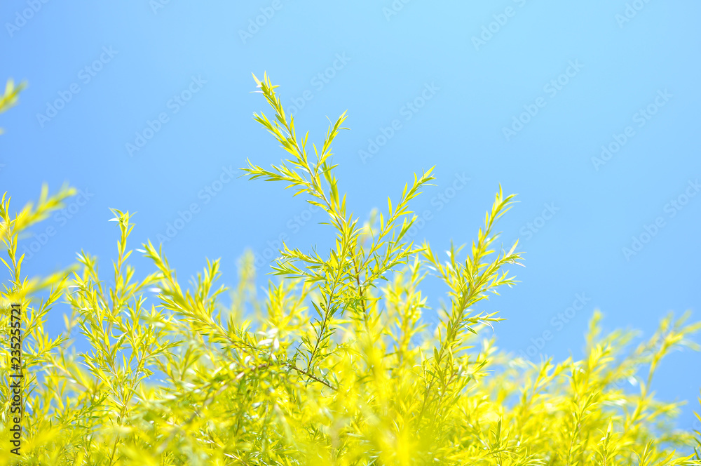 yellow grass with isolated blue sky backgrounds 1 yellow grass with isolated blue sky backgrounds 1