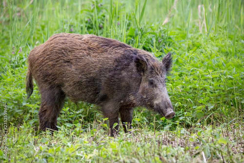 Wild boar ( Sus scrofa ) walking in nature still life. Dense forest trees, reeds and grass, wild landscape. The natural scenery , Wildlife. Wild boar ( Sus scrofa ) walking in nature still life. Dense forest trees, reeds and grass, wild landscape. The natural scenery , Wildlife.