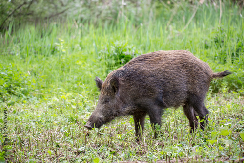 Wild boar ( Sus scrofa ) walking in nature still life. Dense forest trees, reeds and grass, wild landscape. The natural scenery , Wildlife.