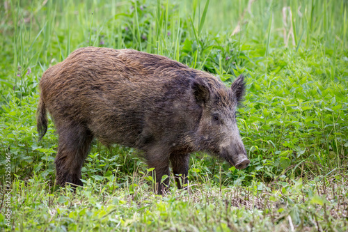Wild boar ( Sus scrofa ) walking in nature still life. Dense forest trees, reeds and grass, wild landscape. The natural scenery , Wildlife.