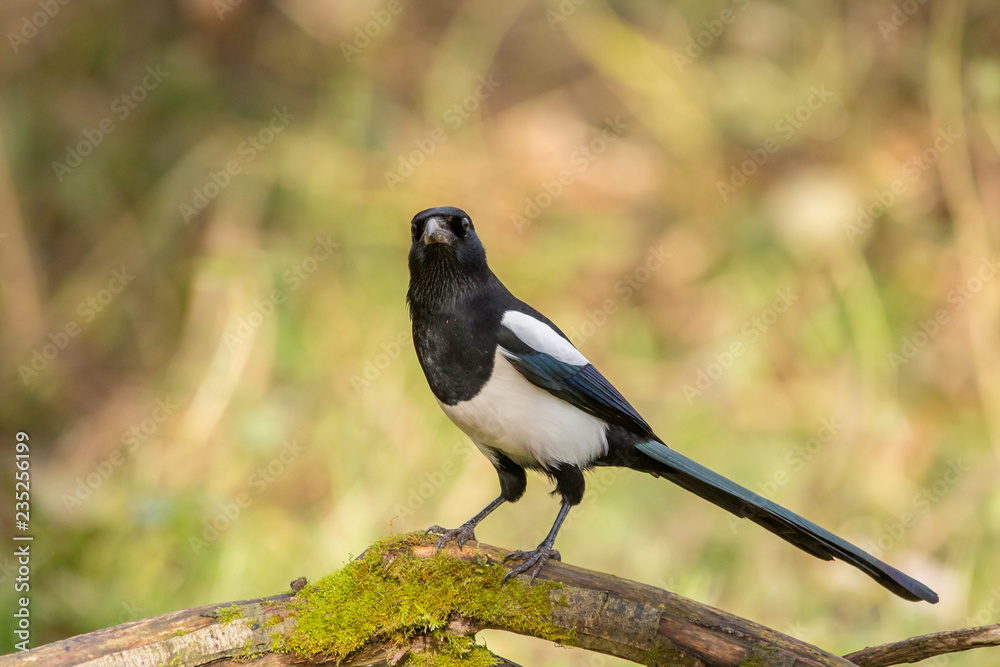 European magpie (Pica pica) perched on a branch.Wildlife scenery, Slovakia, Europe.