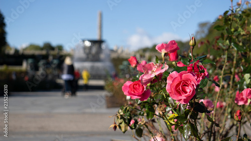 Pink Roses in the Vingeland Sculpture Park photo