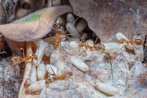 Invasive yellow crazy ants in Queensland, Australia